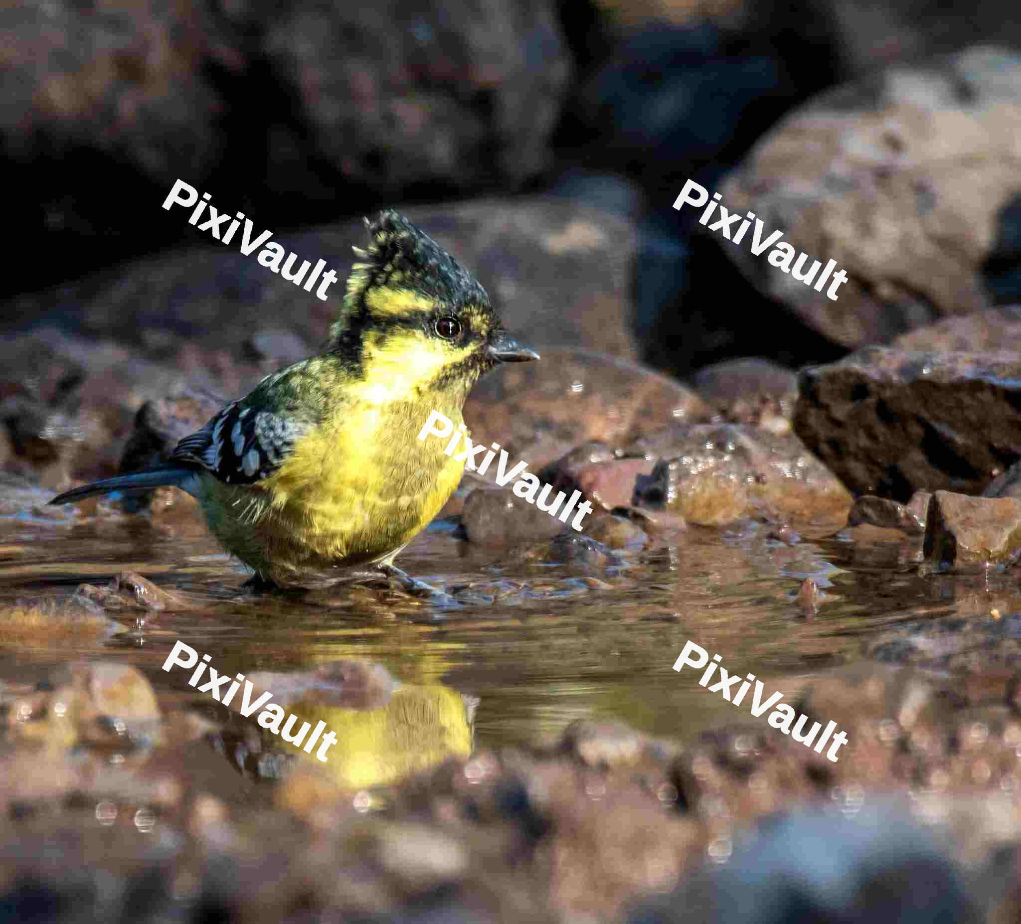 Himalayan black-lored tit